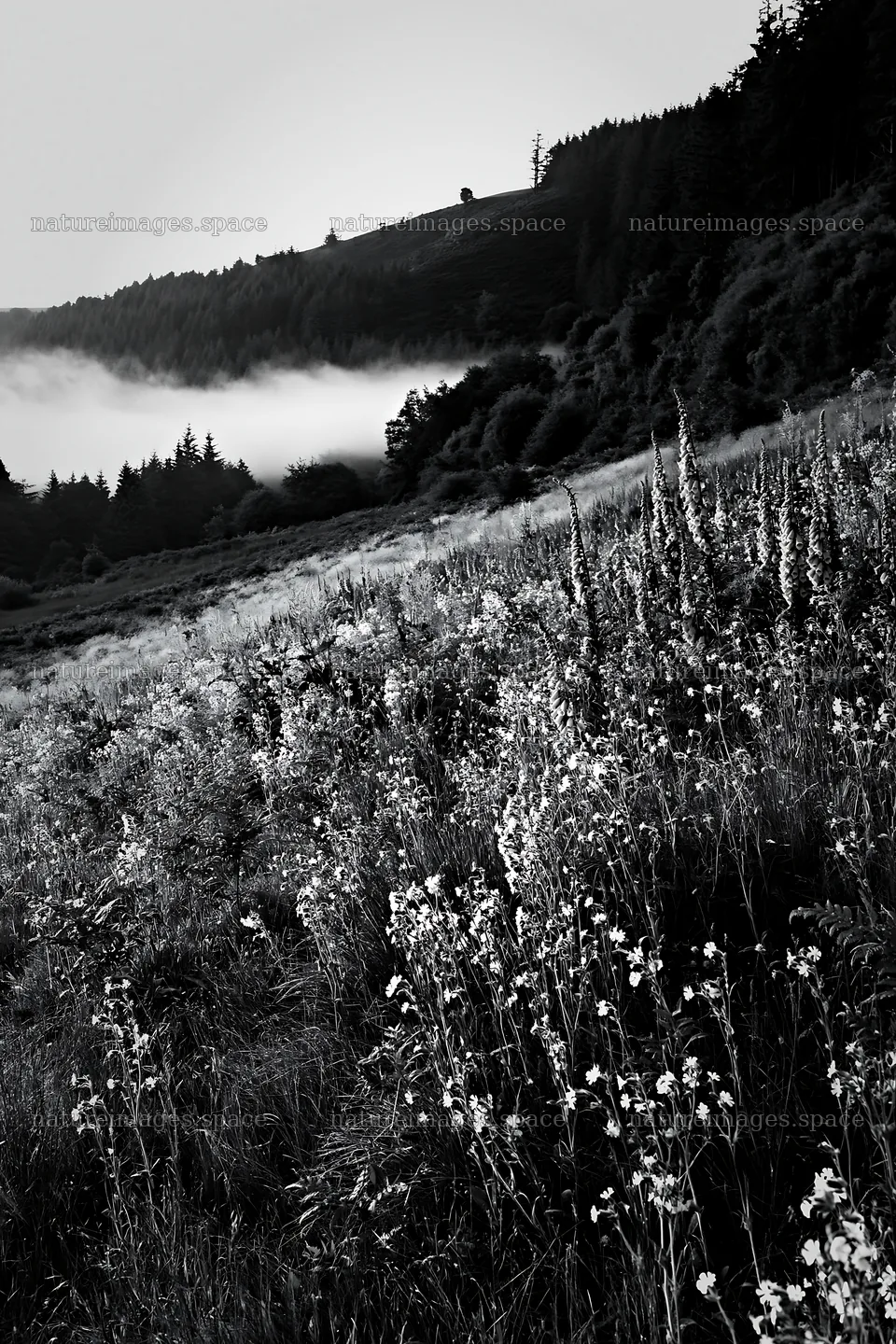 Meadow with campion and misty hills in the background – nature images 6480x9722