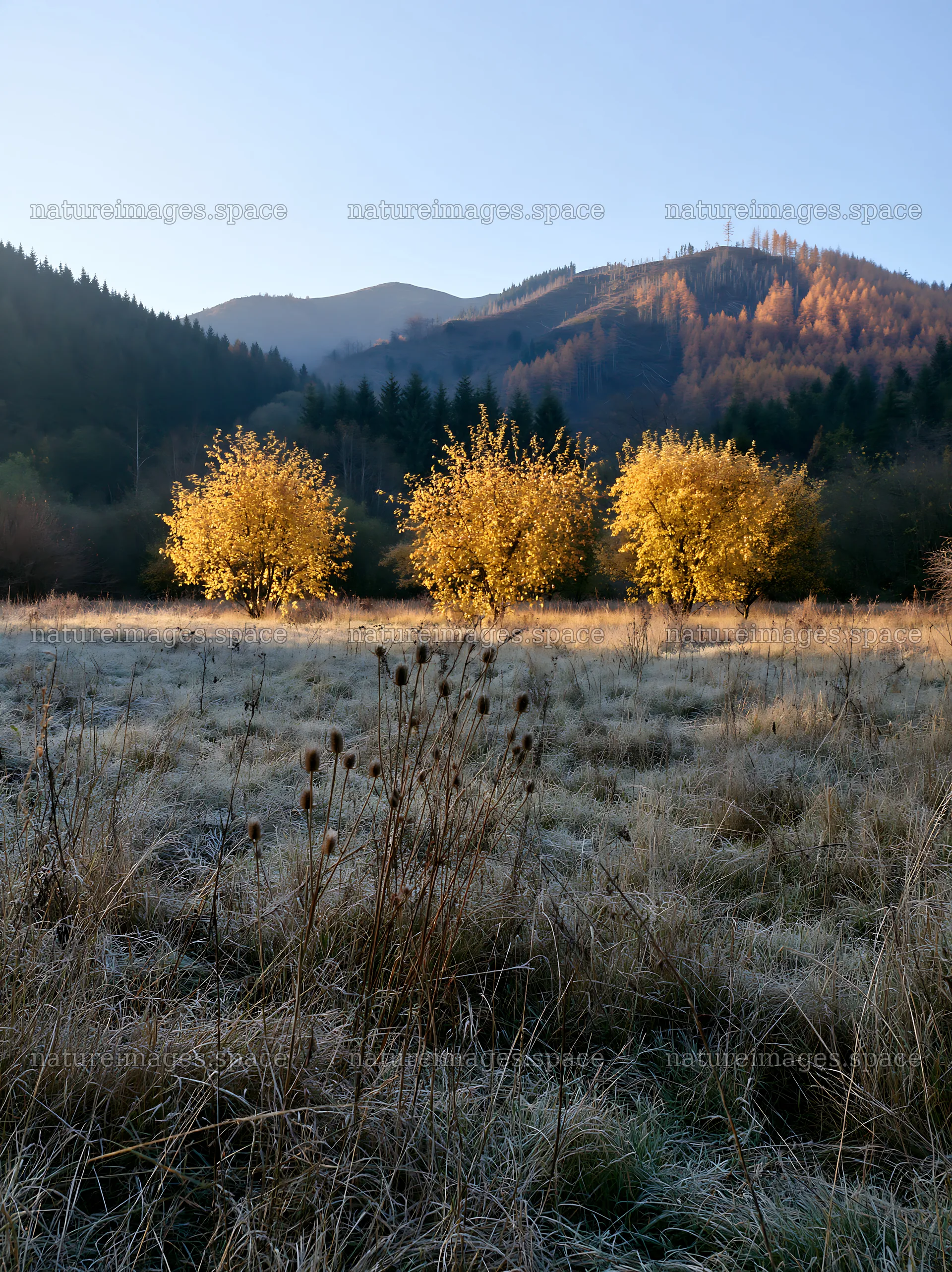 Valley apple meadow with trees and frost in the morning light – nature images 6866x9174