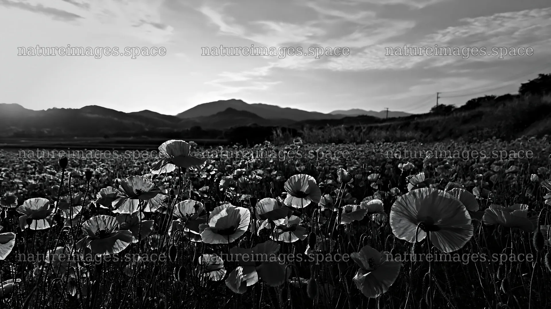 Fukuoka spring meadow fallen blossom foreground – nature images 10608x5938