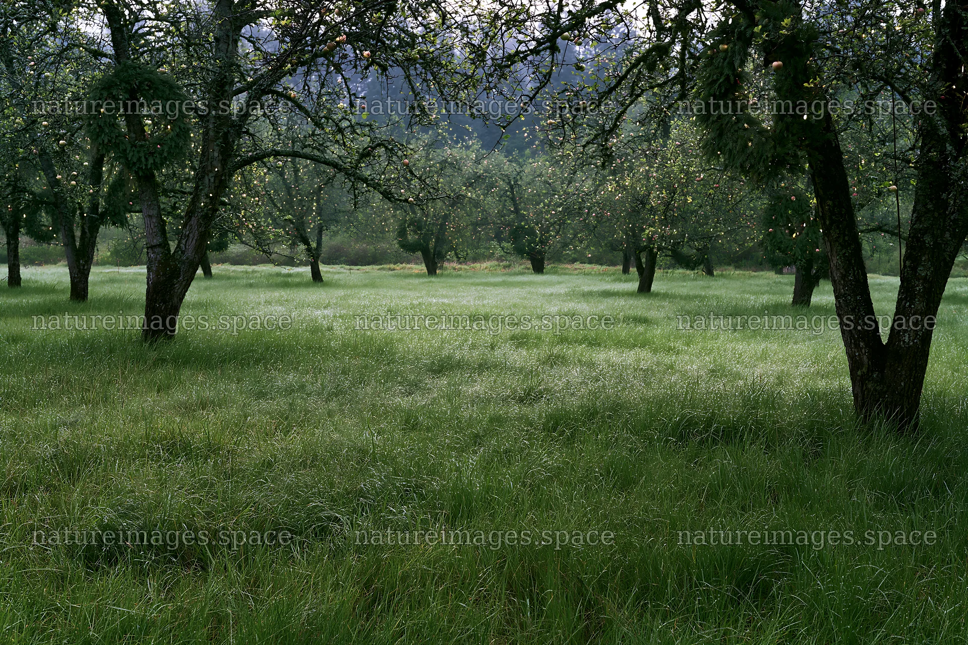Dew on grass in apple tree meadow during Christmas season – nature images 9722x6480