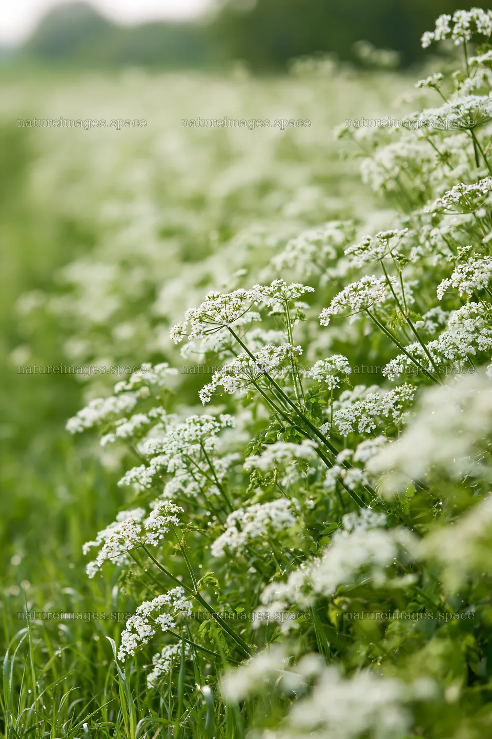 Cow parsley meadow with abundant white flowers and green grass – nature images 6480x9722
