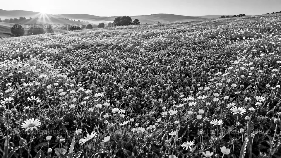 Black and White Wildflower Meadow – nature images 10324x5812