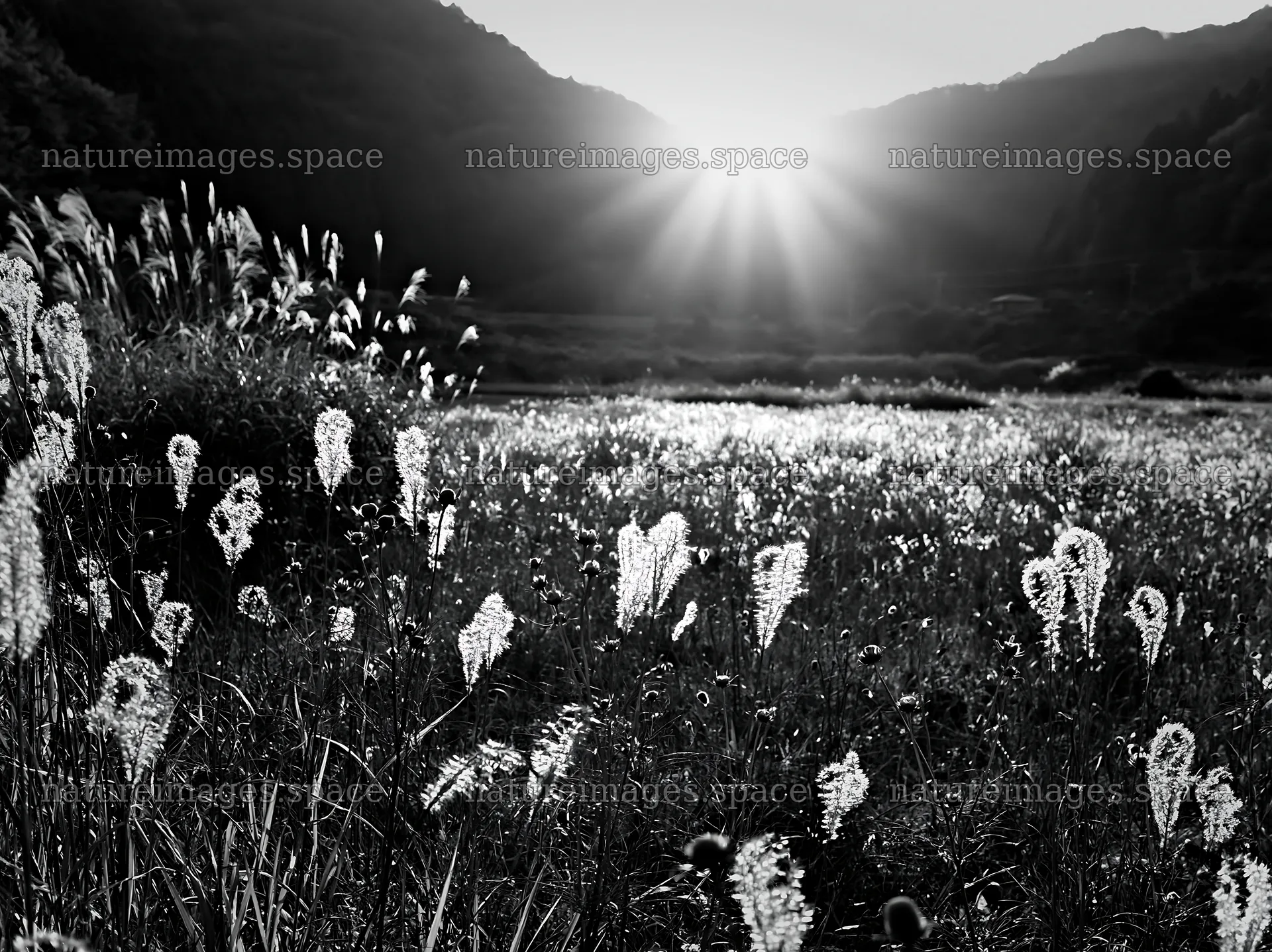 Aichi restored meadow autumn seedheads foreground – nature images 9174x6866