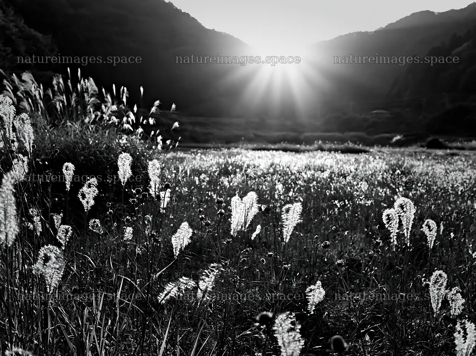 Aichi restored meadow autumn seedheads foreground – nature images 9174x6866