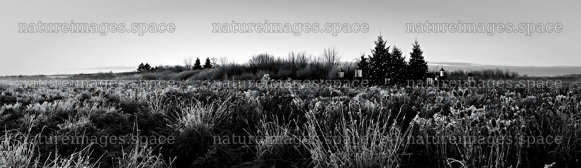 Frosty meadow with seedheads and lanterns during winter – nature images 14762x4268