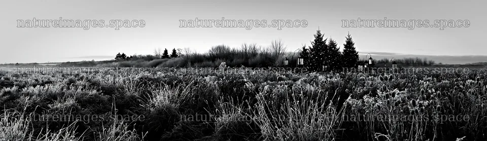 Frosty meadow with seedheads and lanterns during winter – nature images 14762x4268