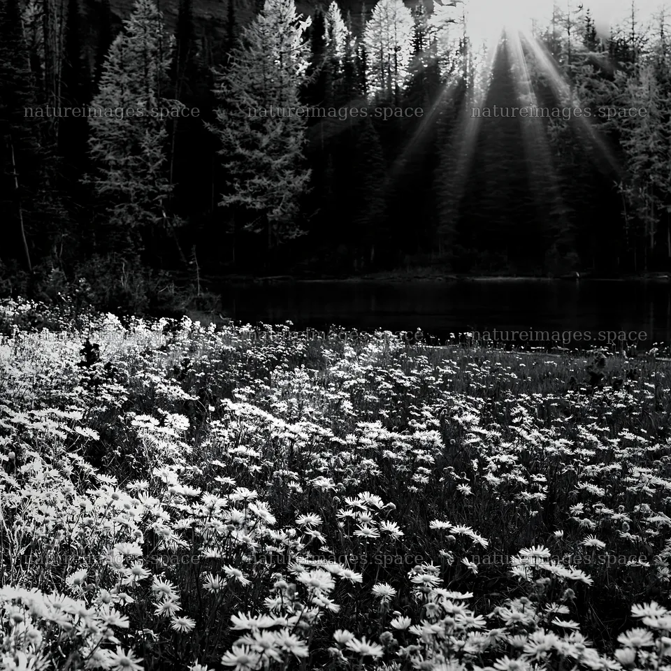Sunlight filtering through trees at Sunshine Meadows Banff – nature images 7938x7938