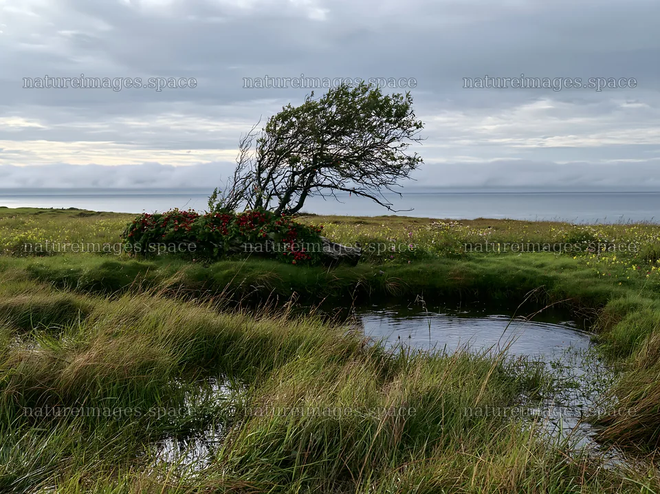 Expansive meadow with rainwater retention and decorated log – nature images 9174x6866