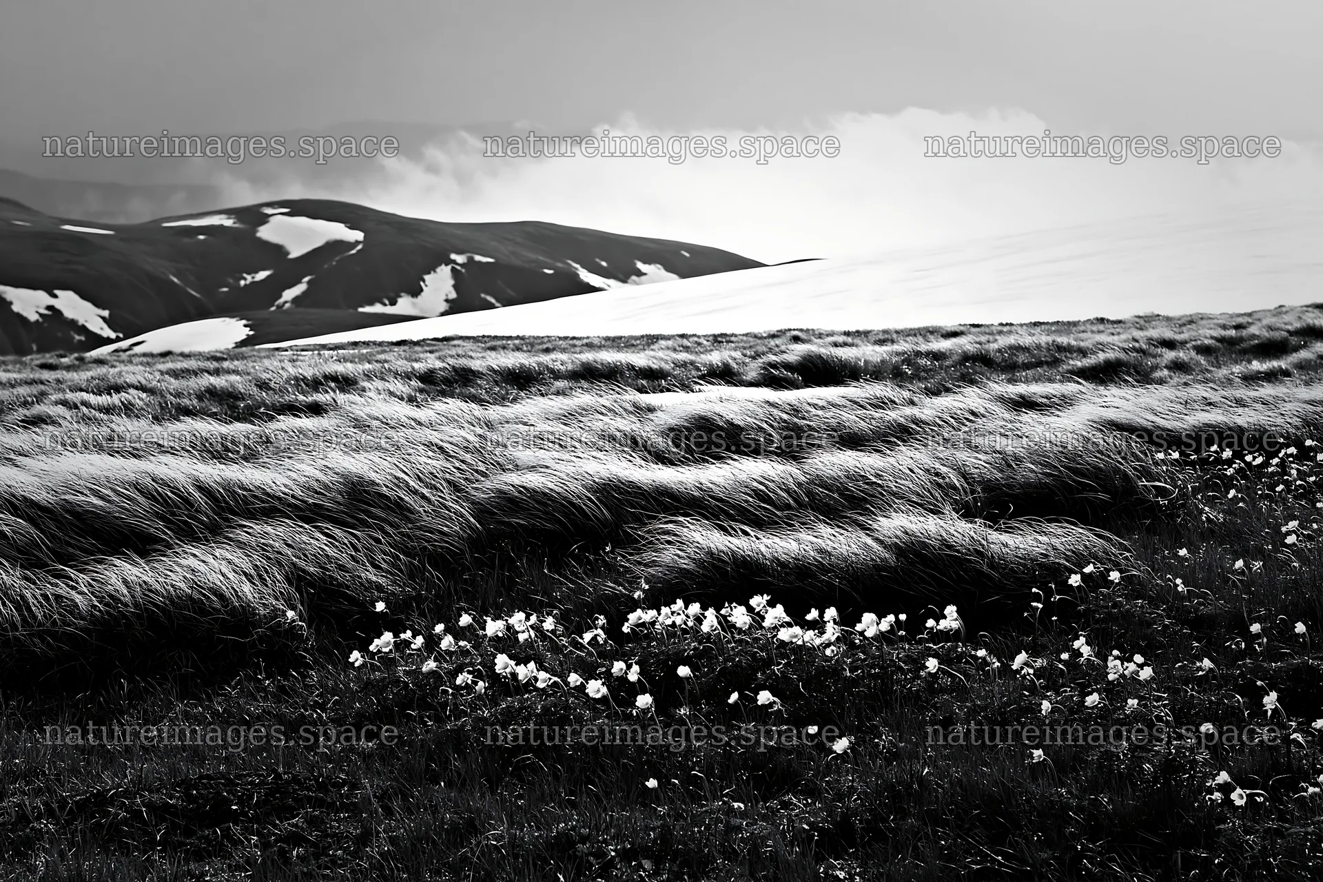 Akita snowmelt meadow with silver grasses under cloudy sky – nature images 9722x6480