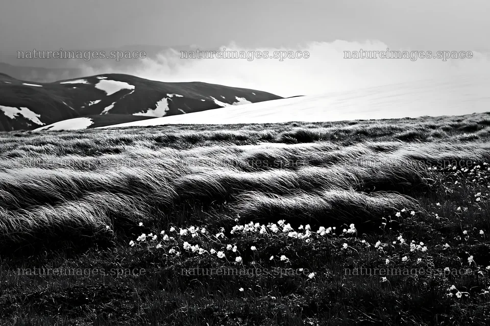 Akita snowmelt meadow with silver grasses under cloudy sky – nature images 9722x6480