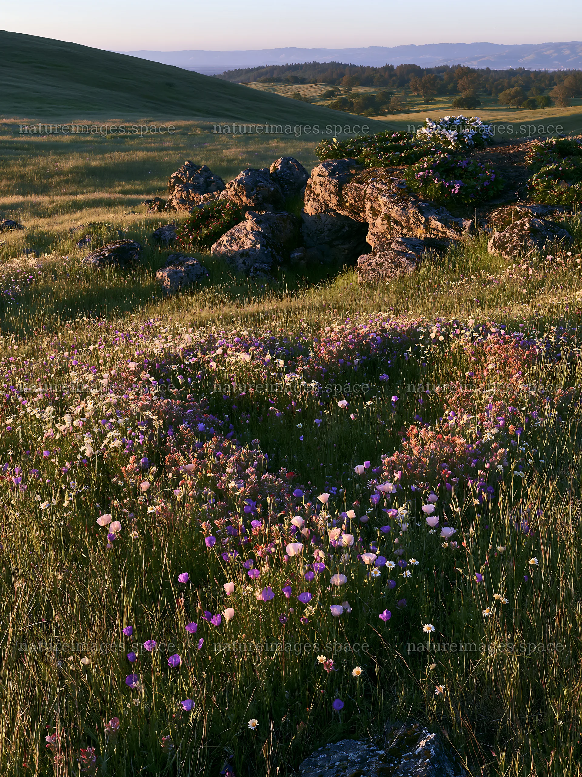 Christmas wreaths near cave in meadow – nature images 6866x9174