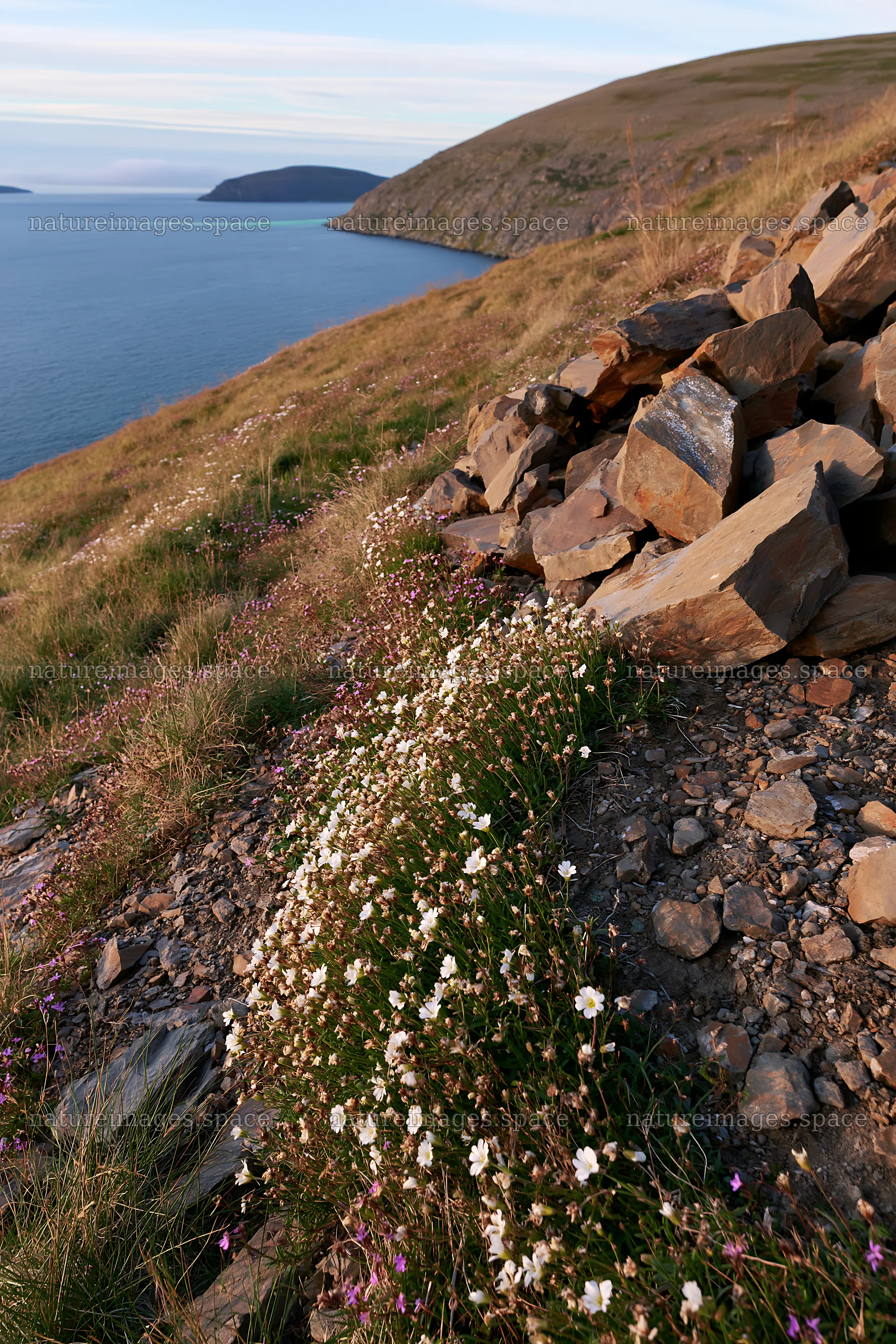 Coastal meadow with flowers and rocky shore at sunset – nature images 6480x9722