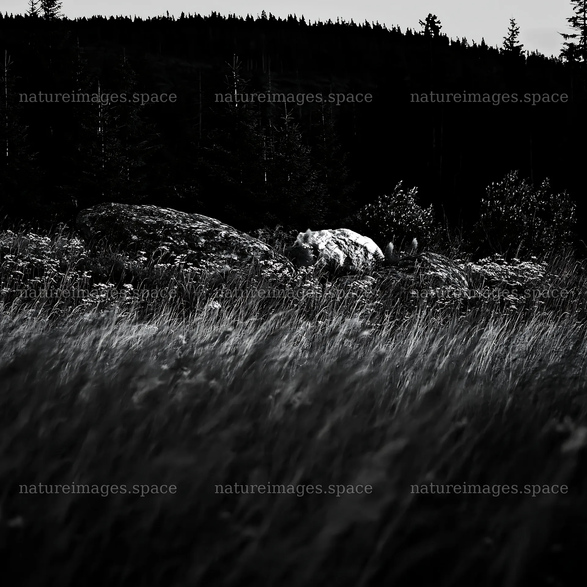 Meadow with boulders and tall grass at dusk – nature images 7938x7938