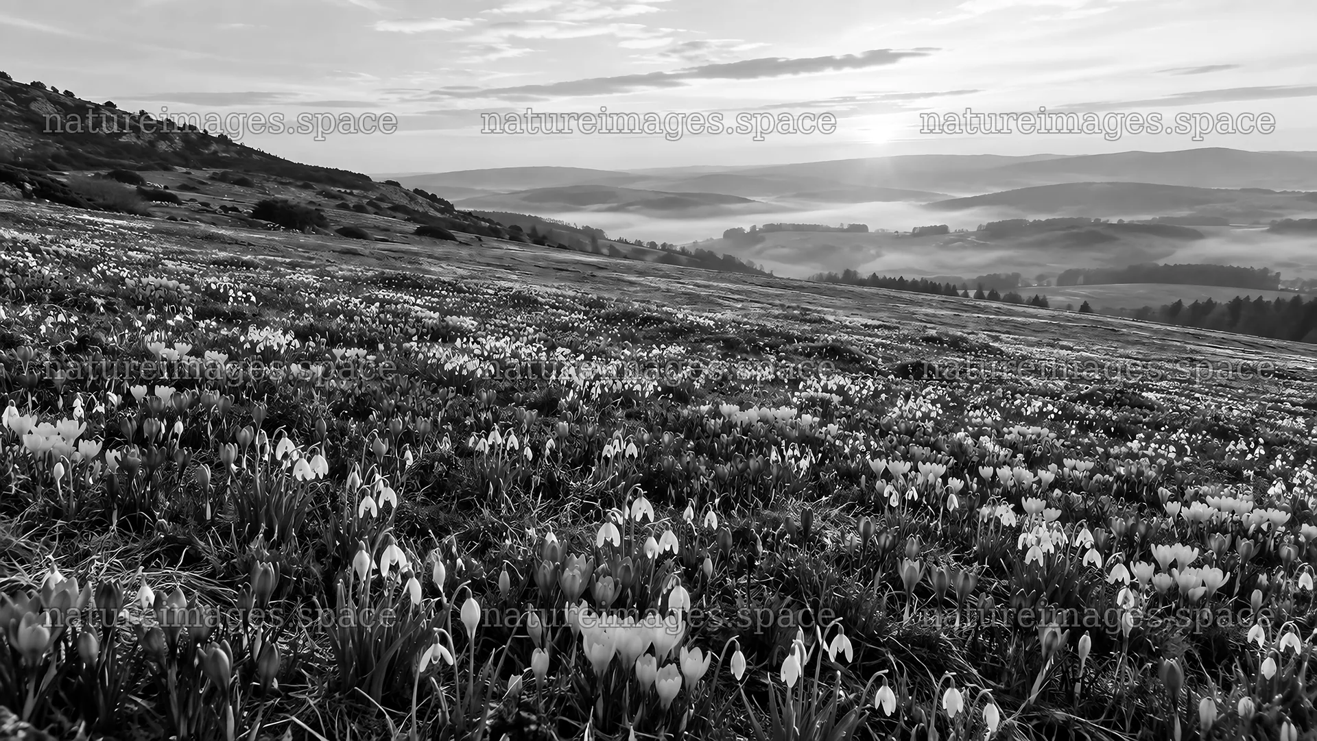 Spring Bulb Flowers Across a Misty Hillside – nature images 10324x5812