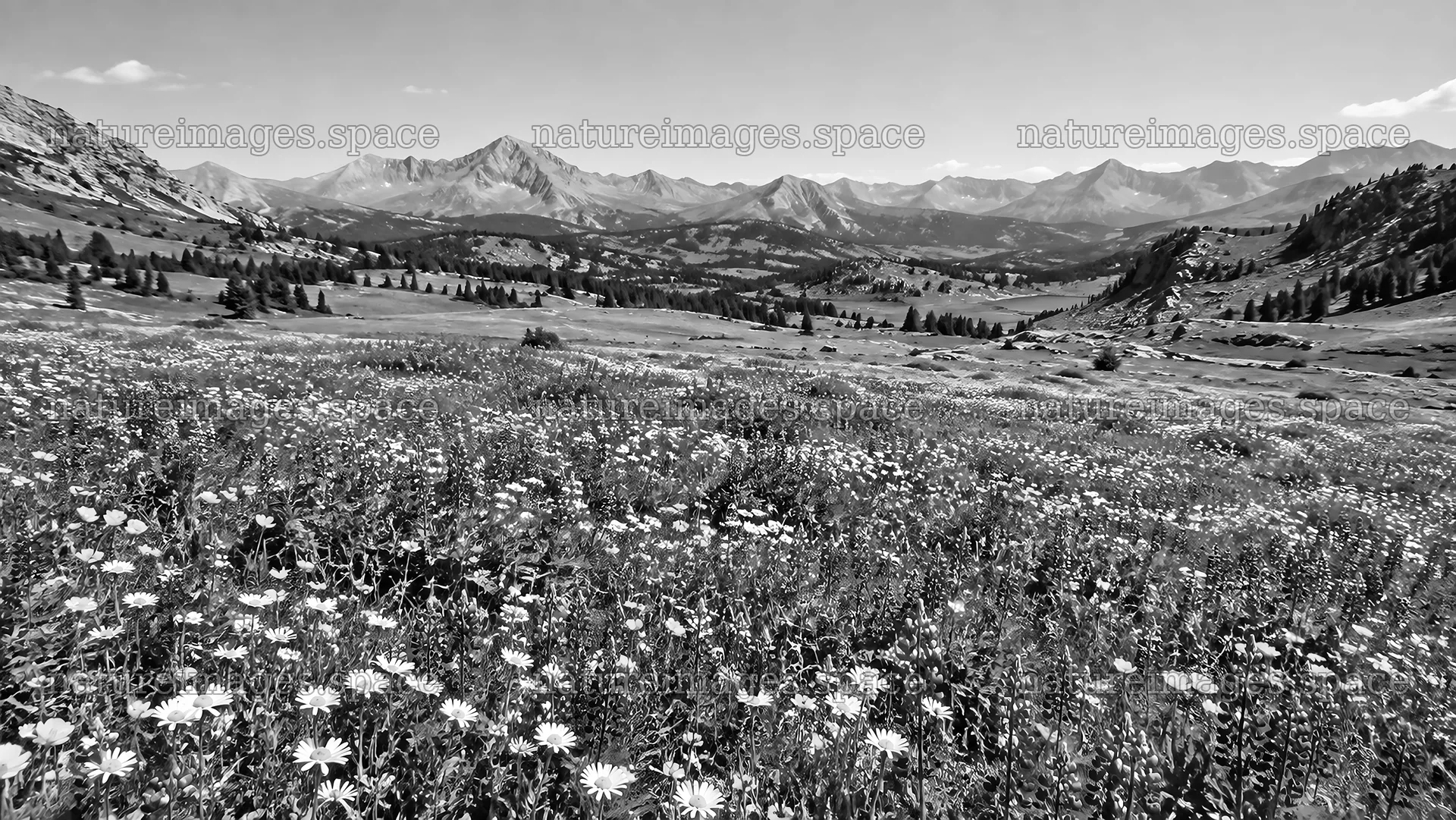 Monochrome Wildflower Meadow and Mountain Range – nature images 10324x5812