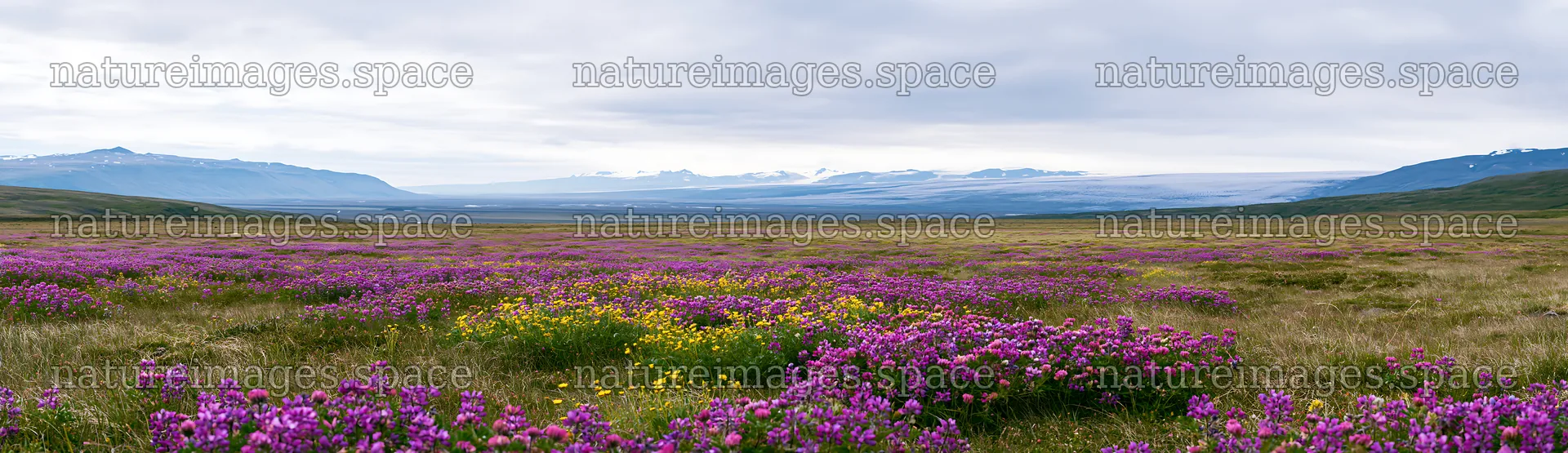 Colorful clover meadow with mountains in the background – nature images 14762x4268