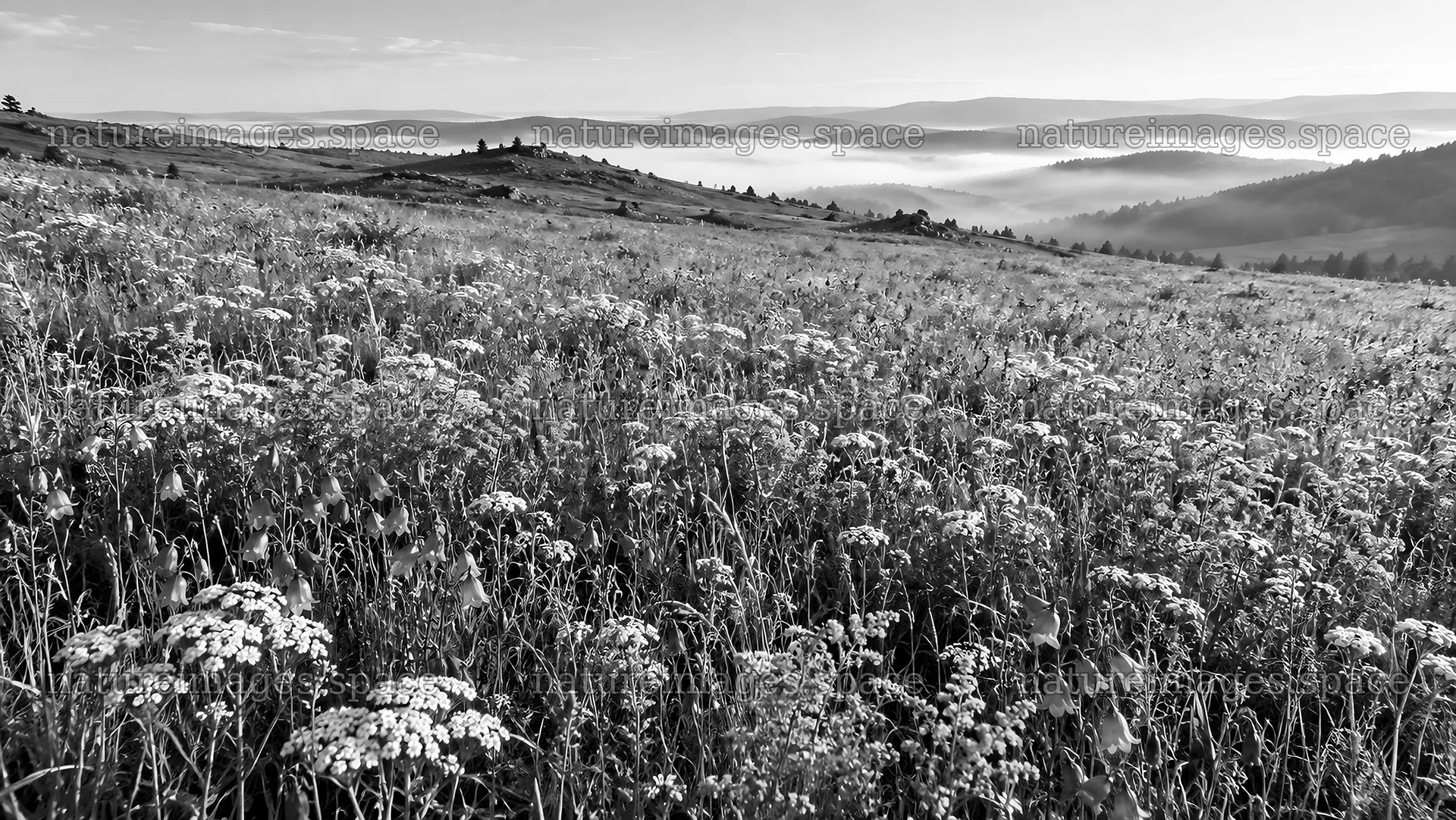 Morning Mist over a Wildflower Meadow – nature images 10324x5812