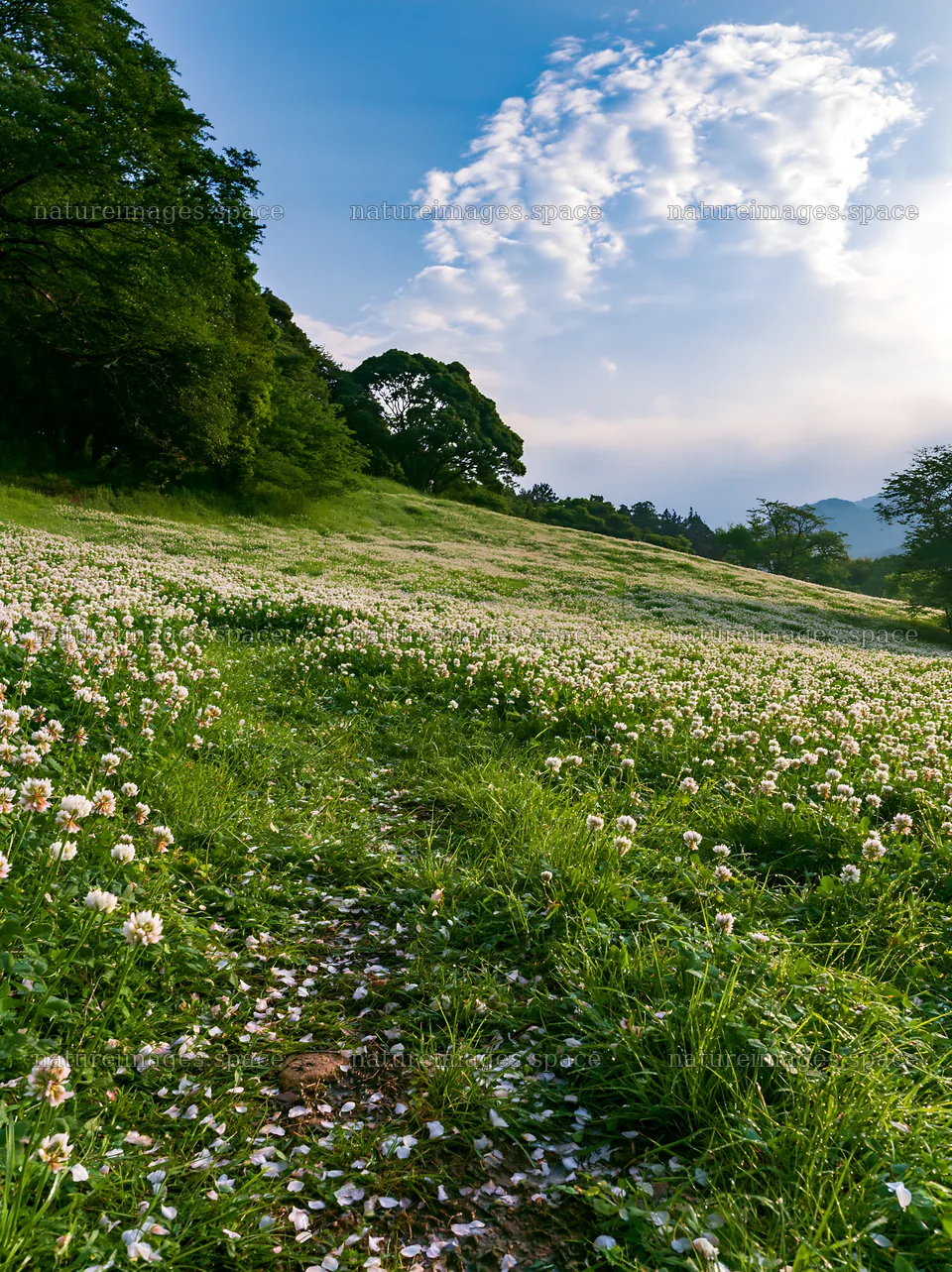Fukuoka spring meadow with blossoms on the ground – nature images 6866x9174