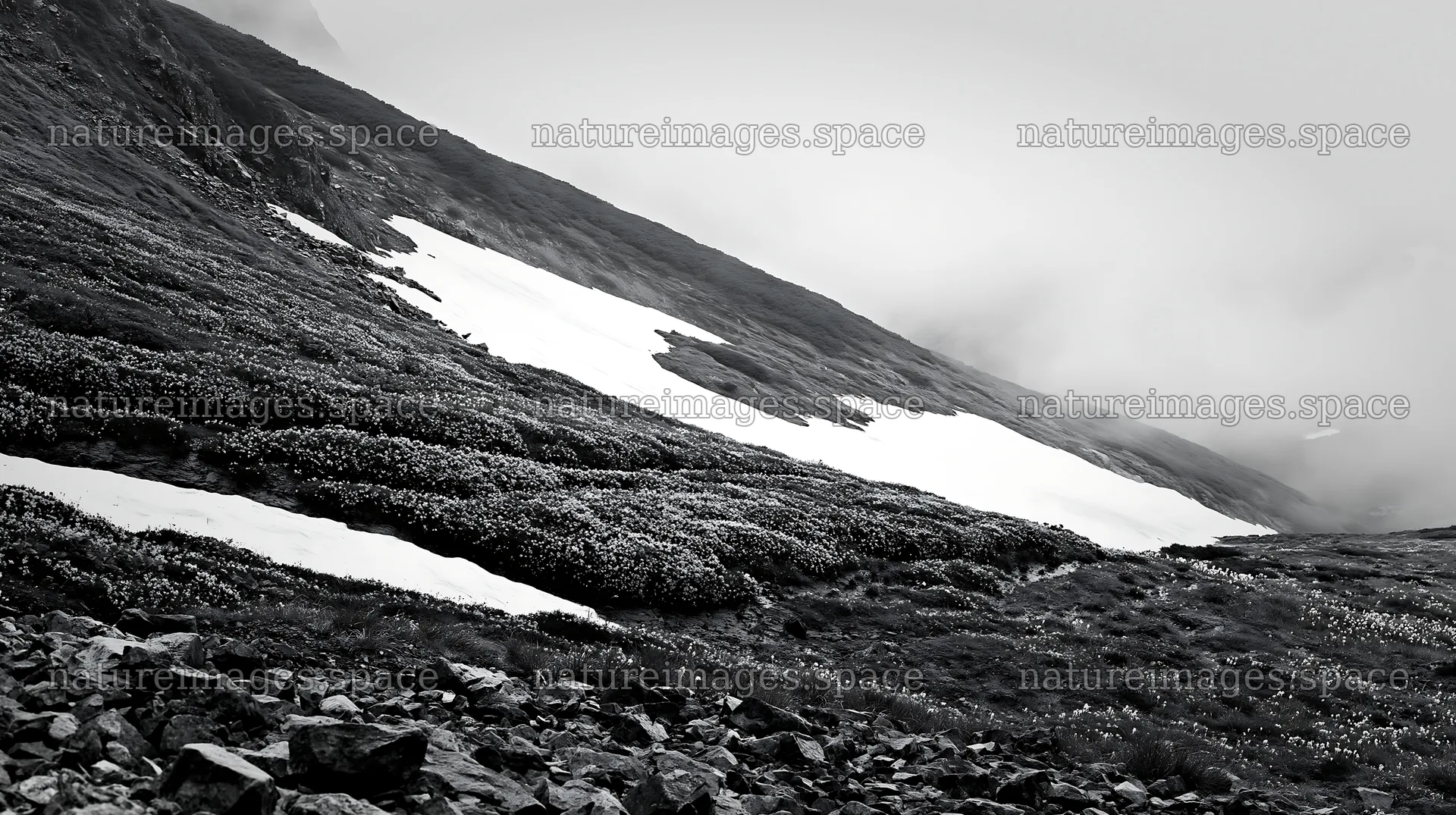 Snowmelt in Toyama alpine meadow with rocky foreground – nature images 10608x5938