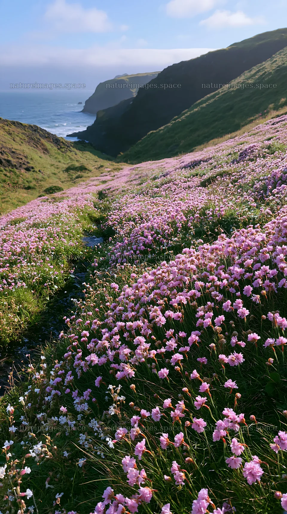 High contrast wildflower stream in a meadow by the sea – nature images 5938x10608