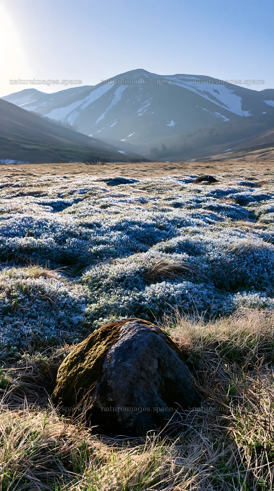 Meadow with mossy stones in Miyagi during spring recovery – nature images 5938x10608