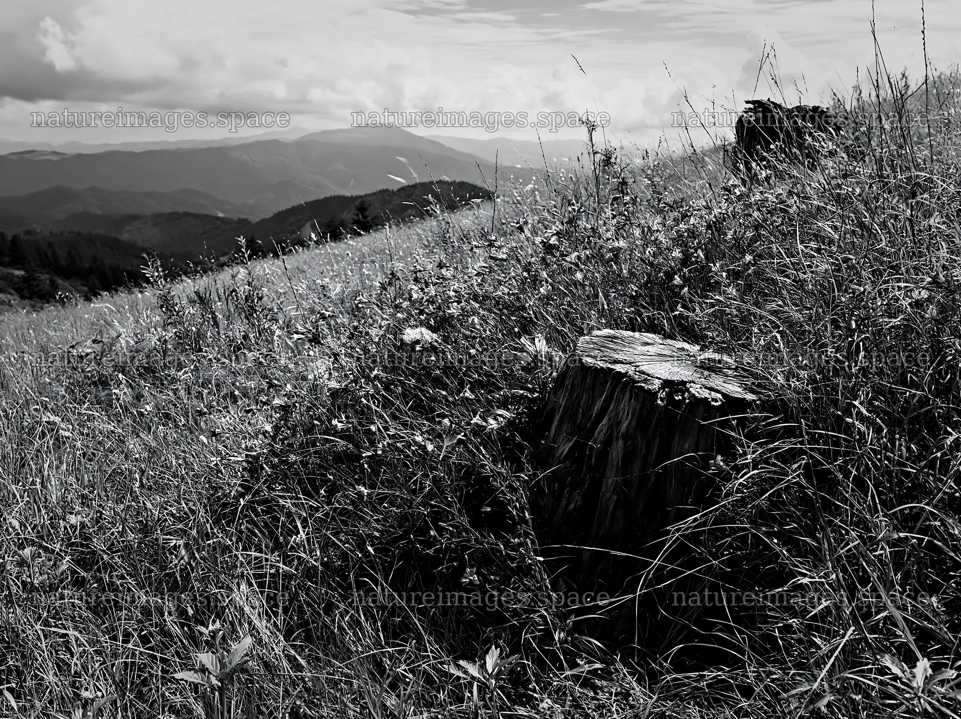 Fukushima native meadow with weathered stump – nature images 9174x6866