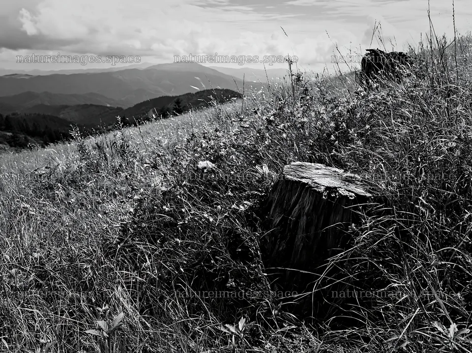Fukushima native meadow with weathered stump – nature images 9174x6866