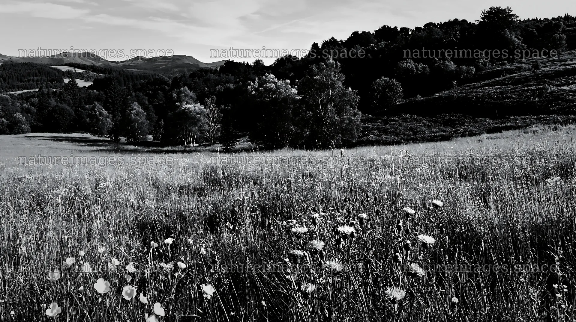 Biodiverse meadow with wildflowers and distant hills – nature images 10608x5938