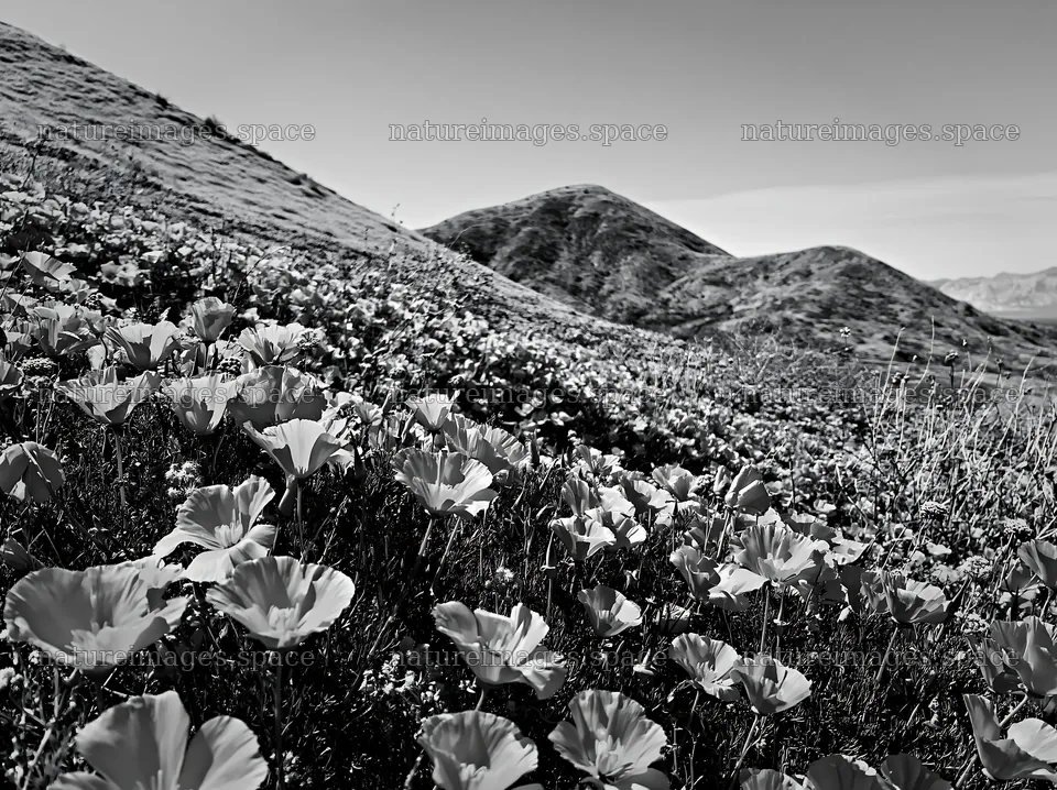 Vibrant colorful poppy meadow in a hilly landscape – nature images 9174x6866