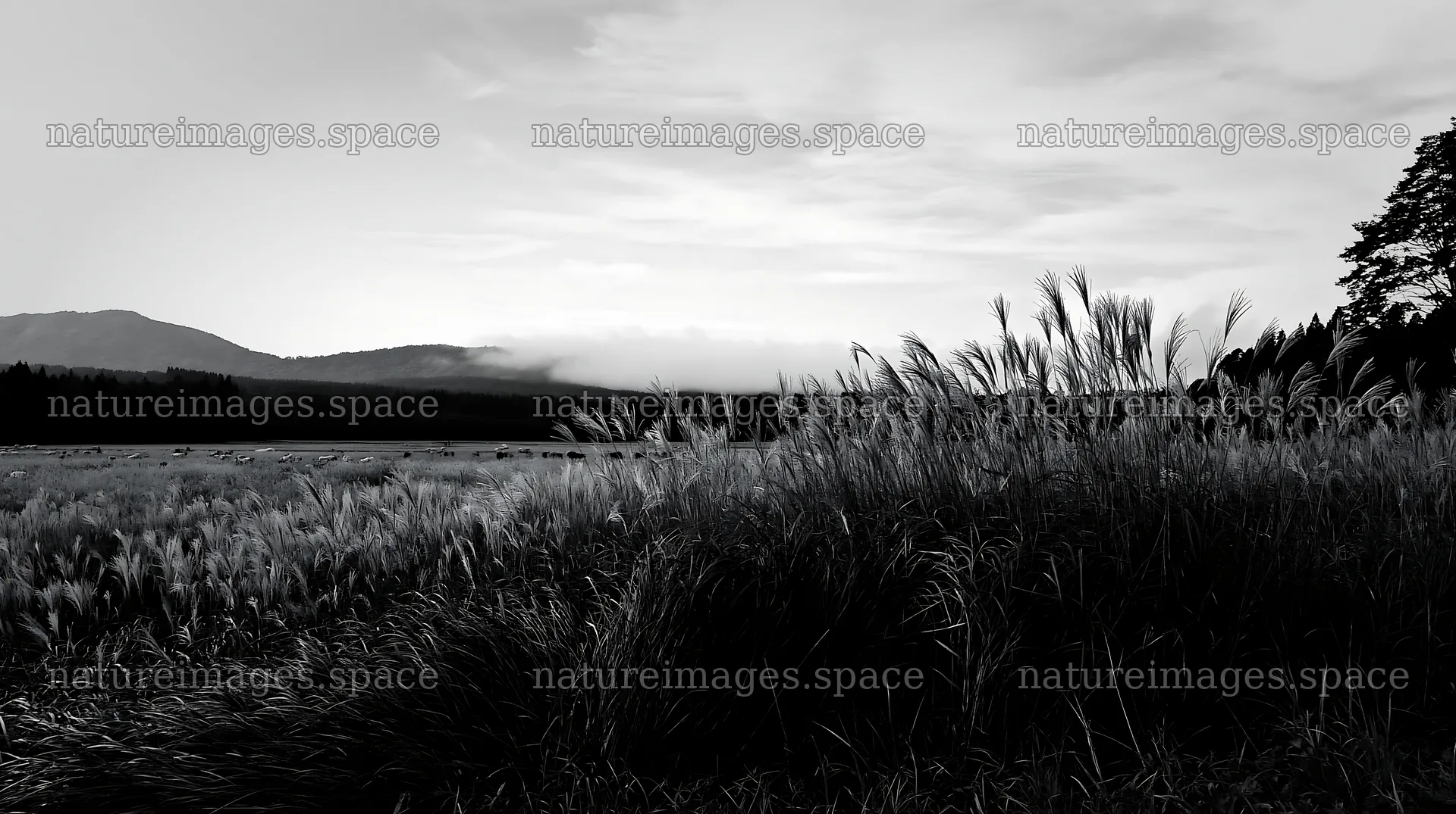 Iwate rain refreshed meadow seedhead foreground – nature images 10608x5938