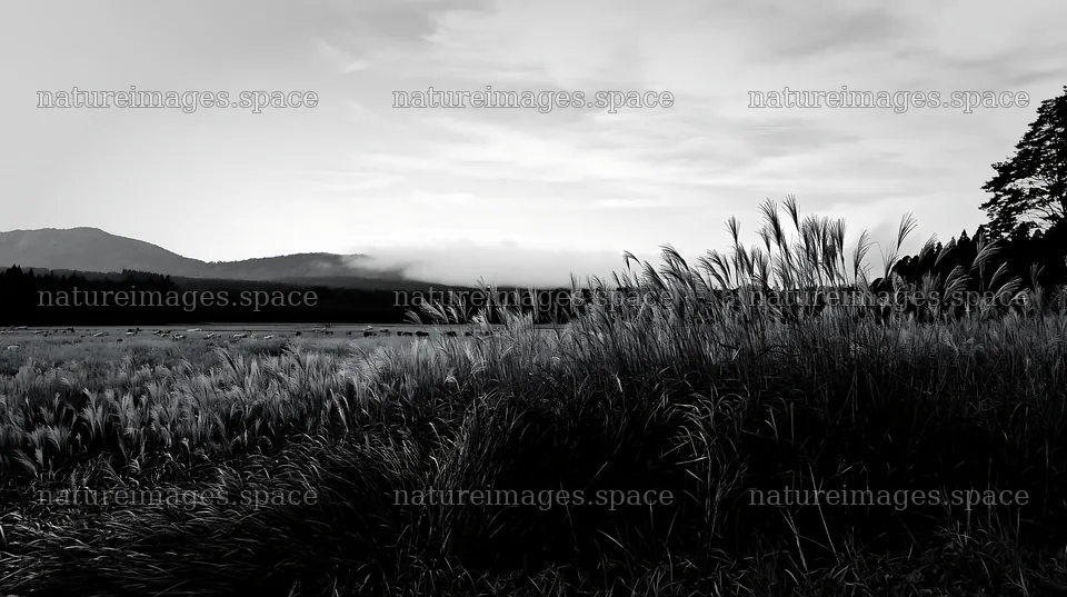 Iwate rain refreshed meadow seedhead foreground – nature images 10608x5938