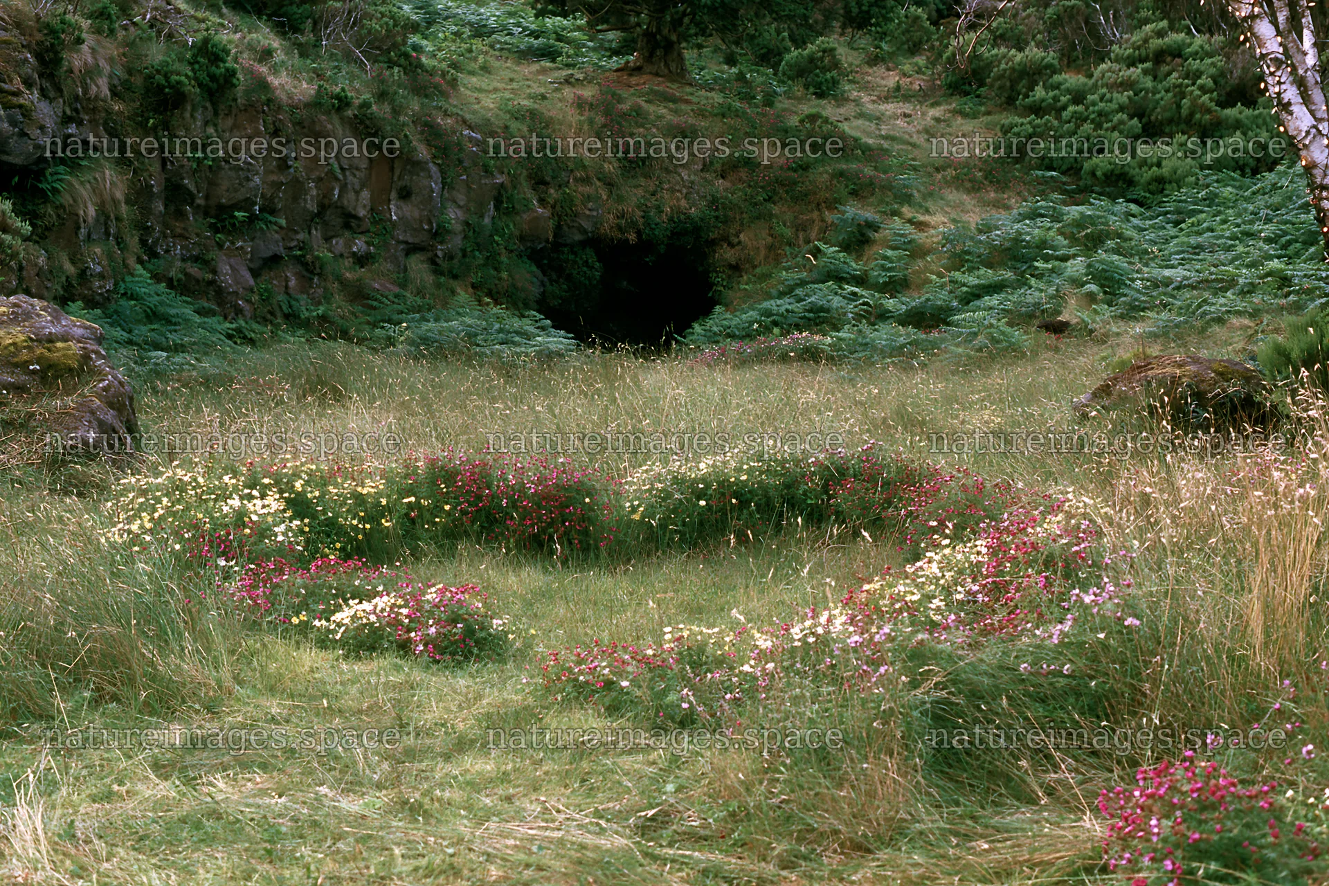 Christmas tree visible beyond cave in grassy meadow – nature images 9722x6480