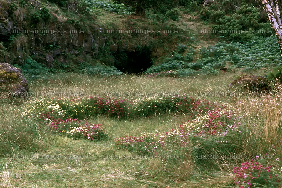 Christmas tree visible beyond cave in grassy meadow – nature images 9722x6480