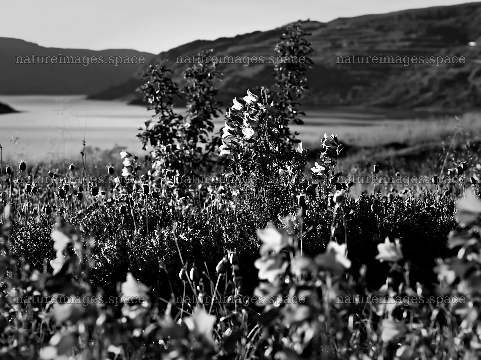 Fjord meadow with flowers beside water in Norway – nature images 9174x6866