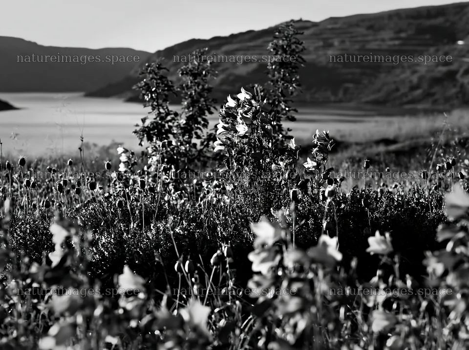 Fjord meadow with flowers beside water in Norway – nature images 9174x6866