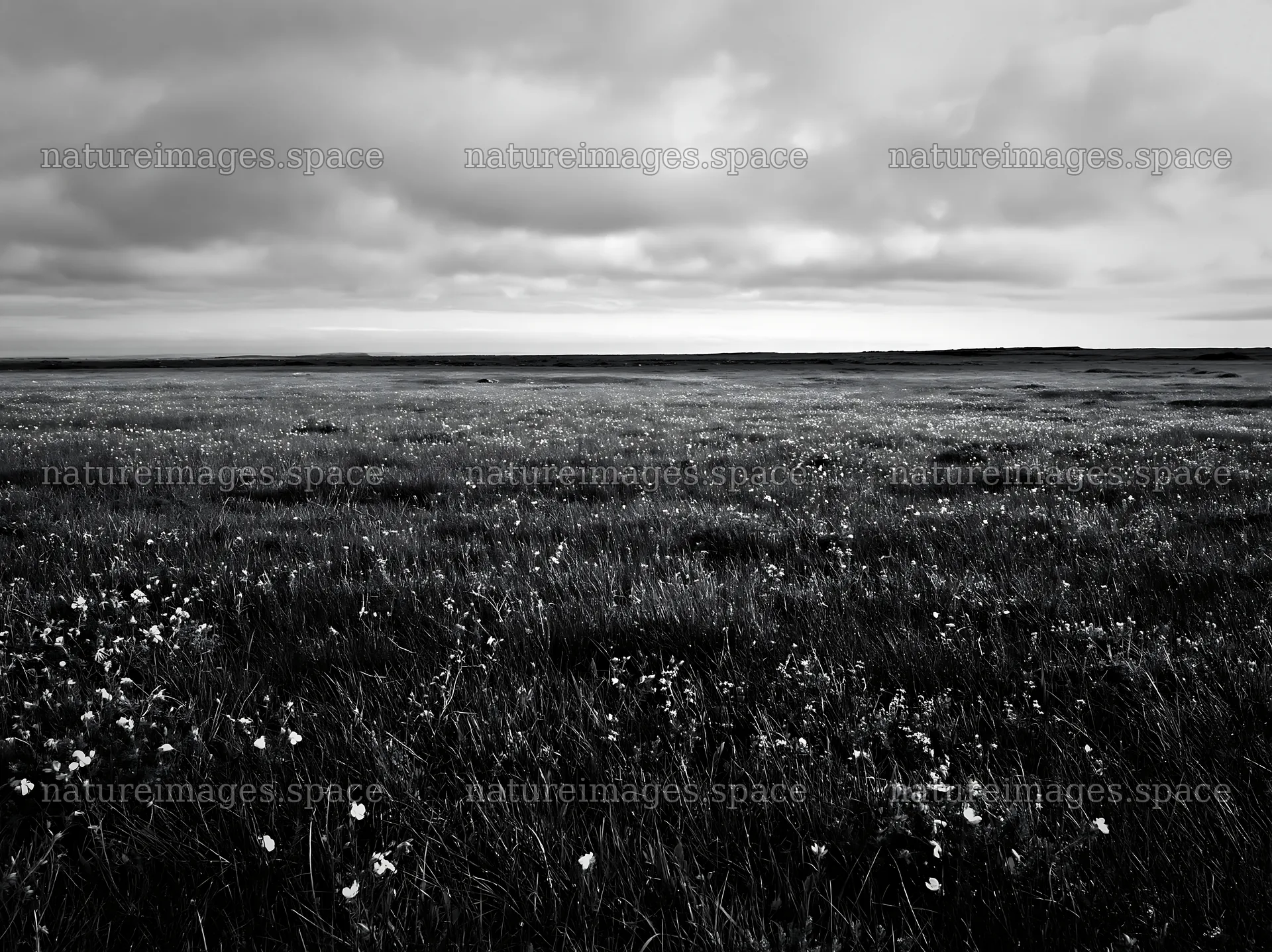 Cloudy calcareous grassland meadow with natural copy space – nature images 9174x6866