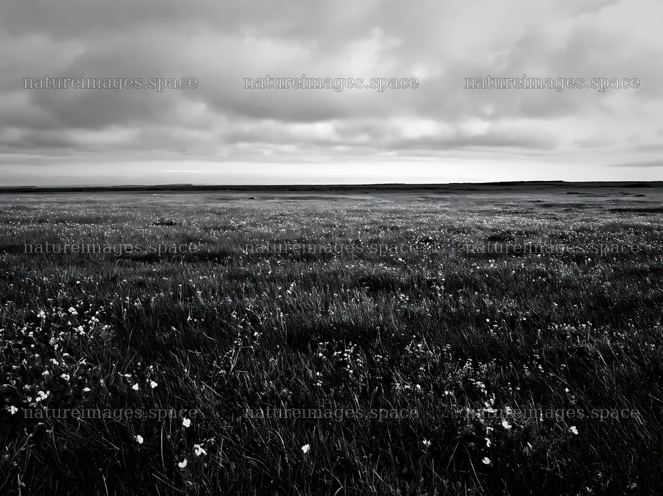 Cloudy calcareous grassland meadow with natural copy space – nature images 9174x6866