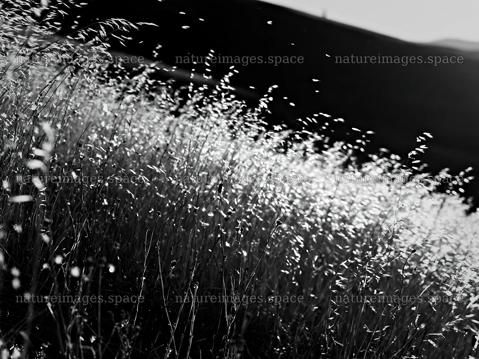 Tall grass meadow under soft sunlight – nature images 9174x6866