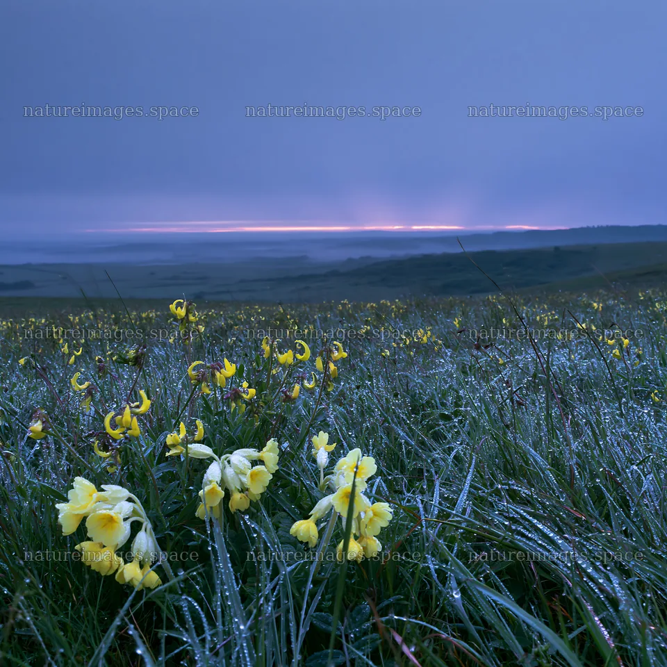 Crepuscular rays meadow with flowers at dawn – nature images 7938x7938