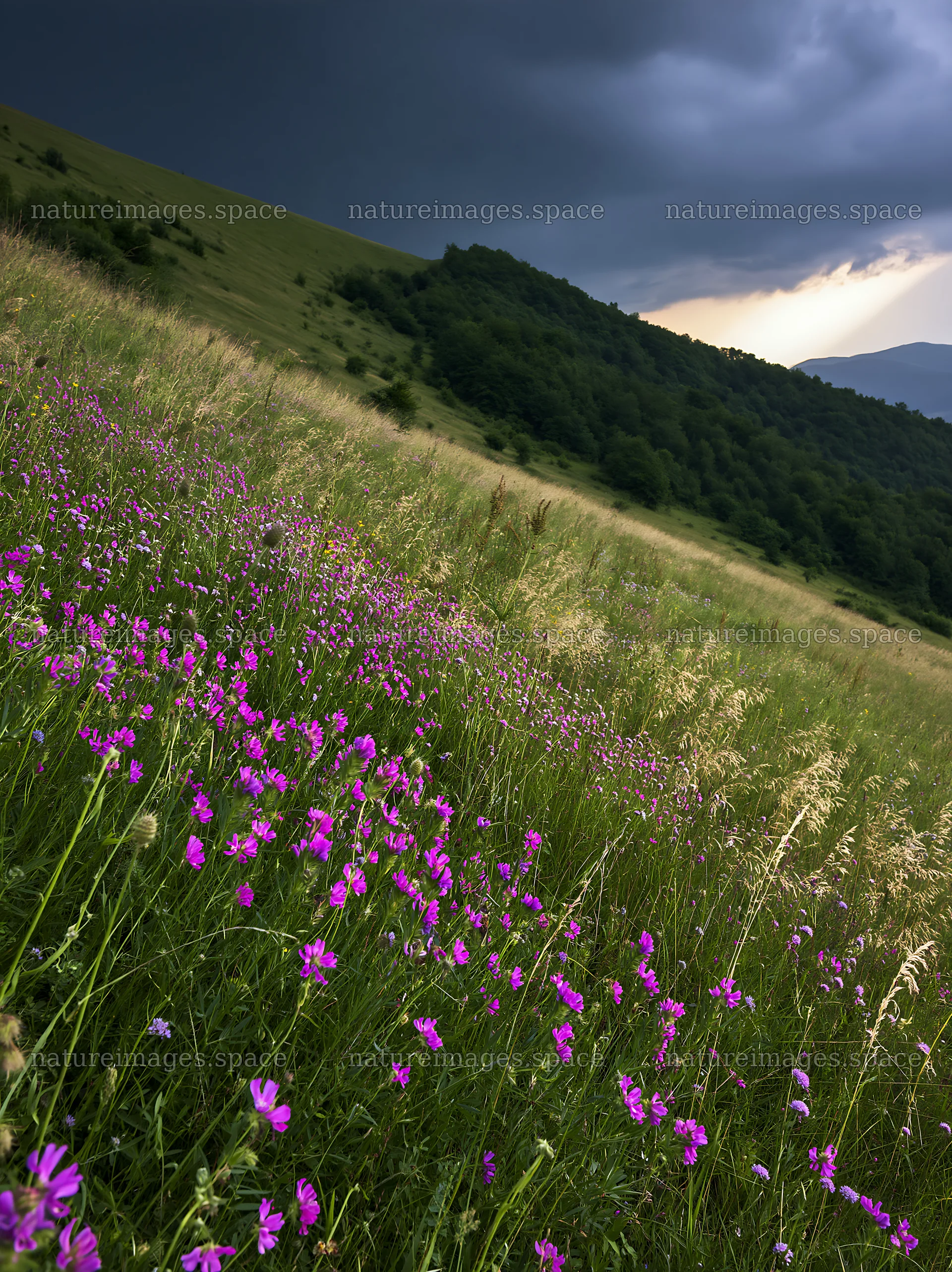 Summer hay meadows in Transylvania with dark clouds above – nature images 6866x9174
