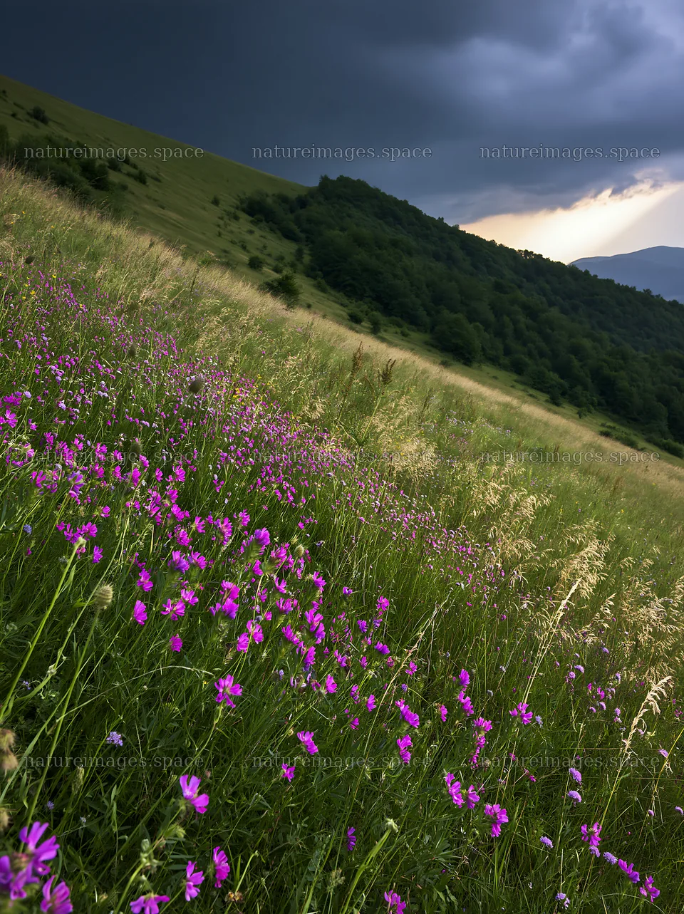 Summer hay meadows in Transylvania with dark clouds above – nature images 6866x9174