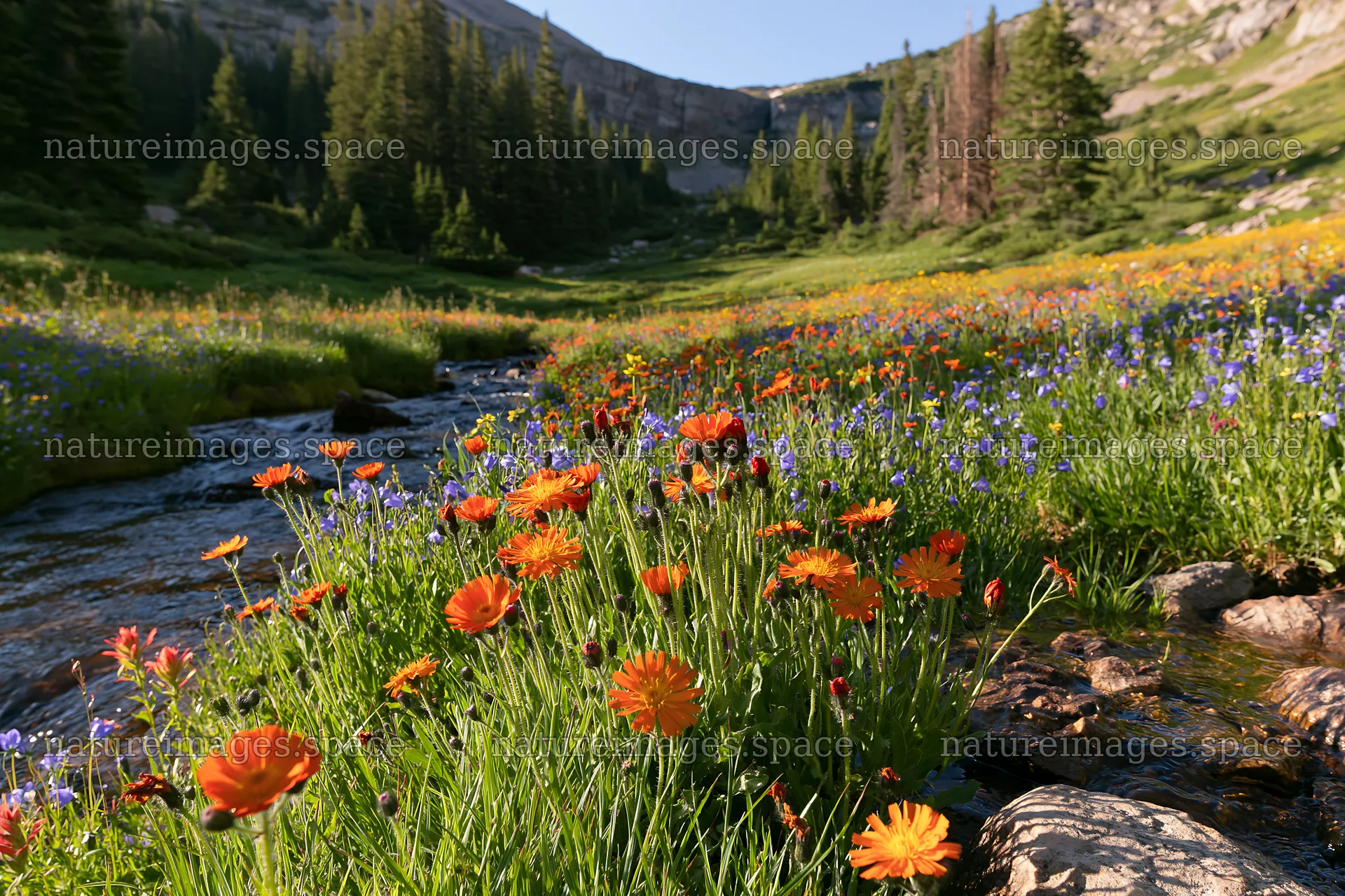 High contrast flower meadow beside brook in nature – nature images 9722x6480