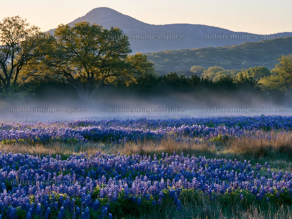 Bluebonnet meadow at sunrise with mountains in the distance – nature images 9174x6866
