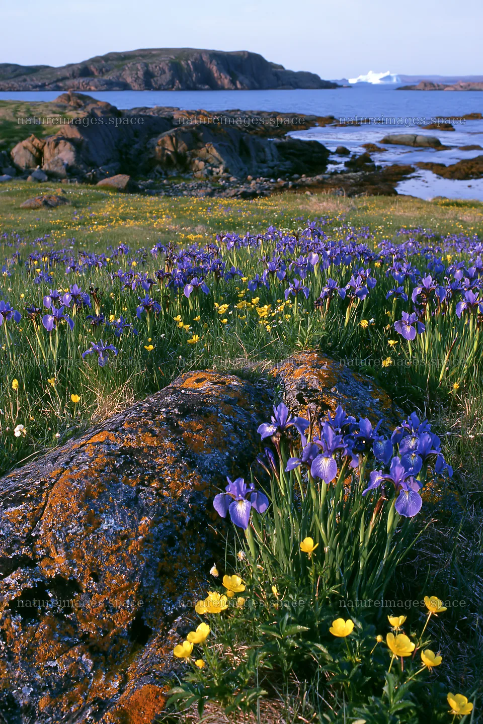 Coastal meadow with wildflowers near the water – nature images 6480x9722