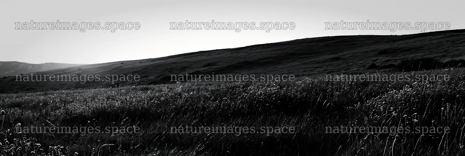 Sunny chalk slope meadow with wildflowers and gentle hills – nature images 13690x4602