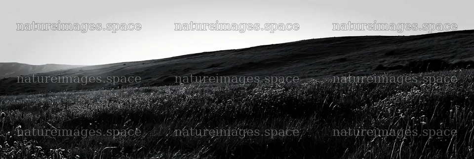 Sunny chalk slope meadow with wildflowers and gentle hills – nature images 13690x4602