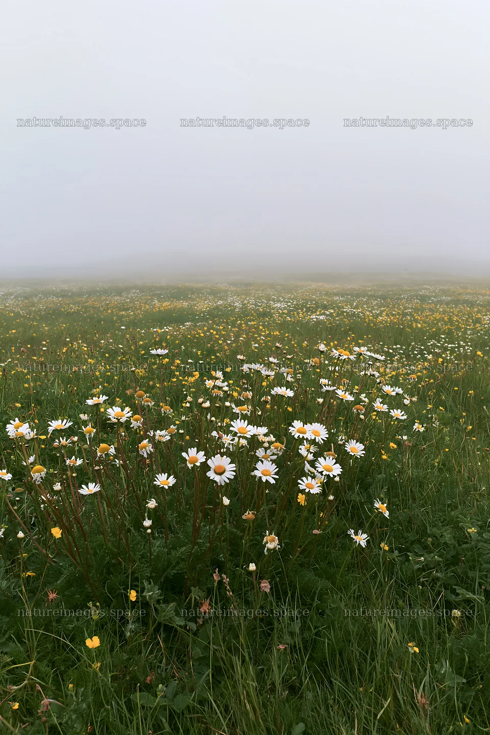 Machair beach meadow filled with flowers on a foggy day – nature images 6480x9722