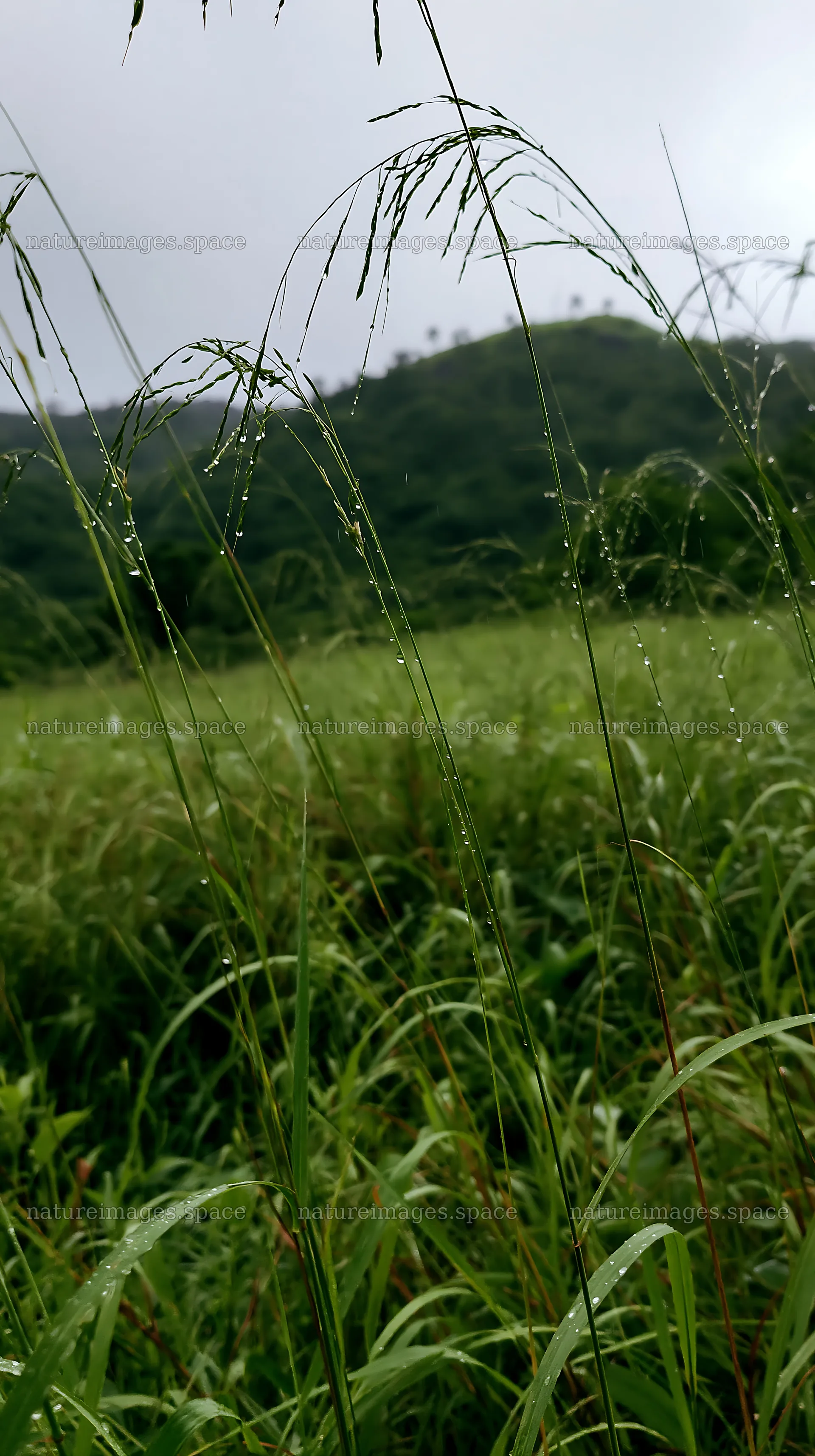 Kochi meadow with rain beaded grasses in monsoon season – nature images 5938x10608