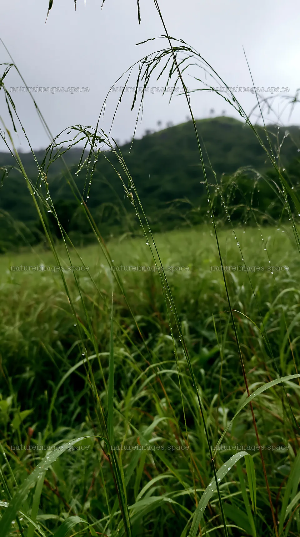 Kochi meadow with rain beaded grasses in monsoon season – nature images 5938x10608