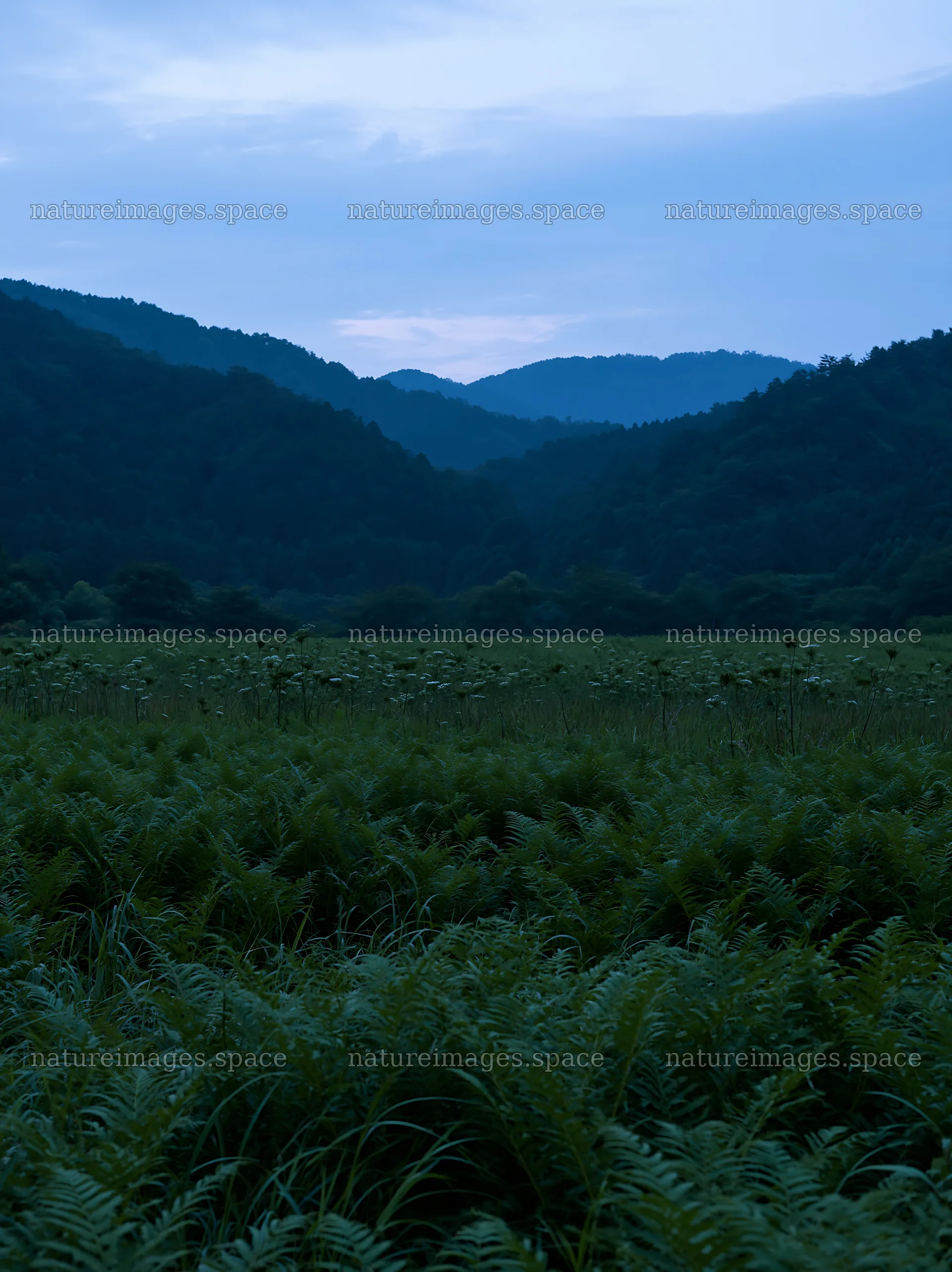 Nara summer meadow with fern in the foreground – nature images 6866x9174